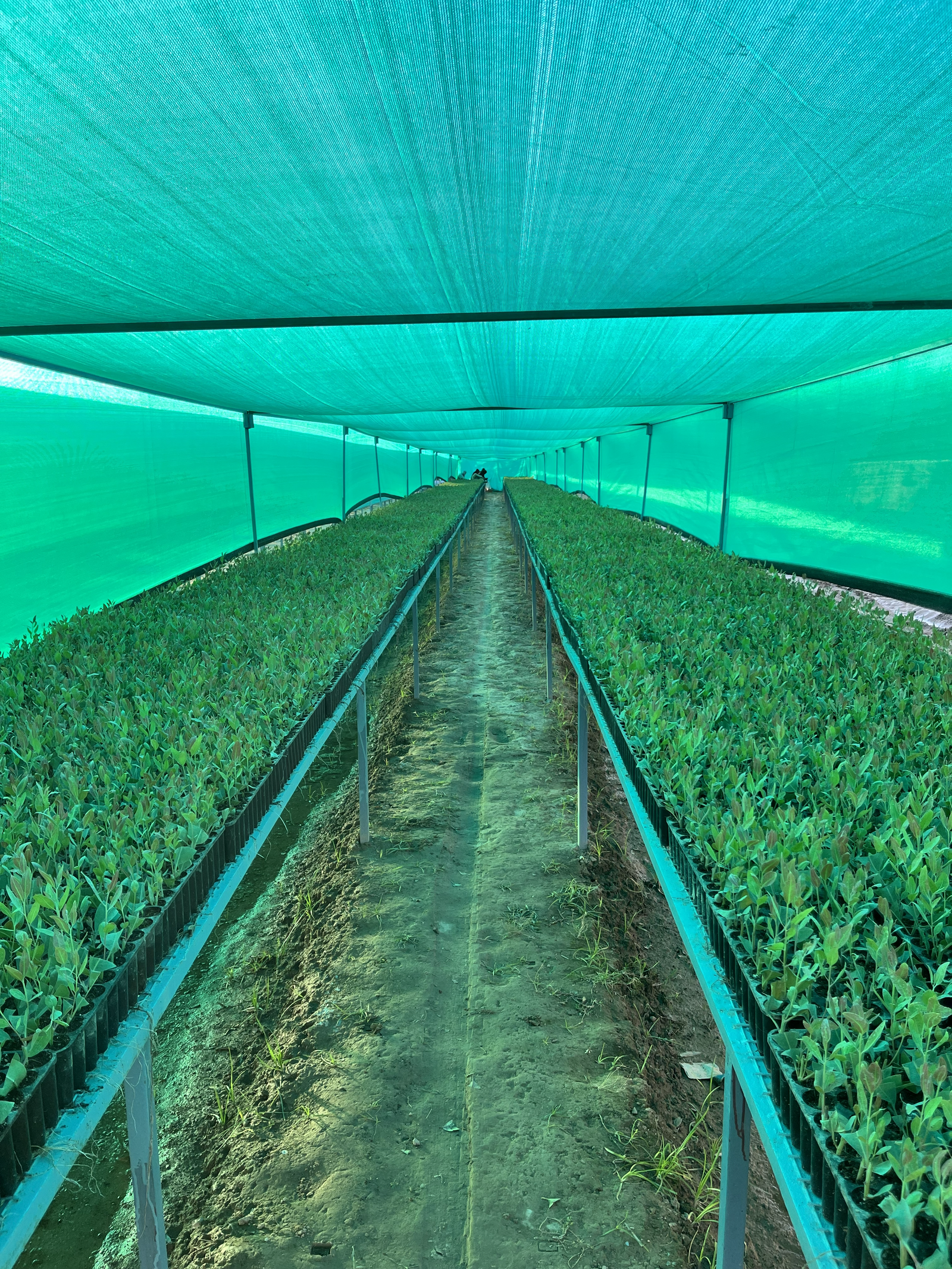 Nursery Workers