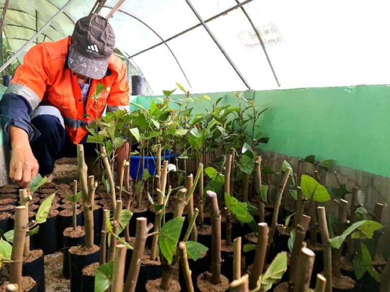 Eucalyptus clone saplings in nursery