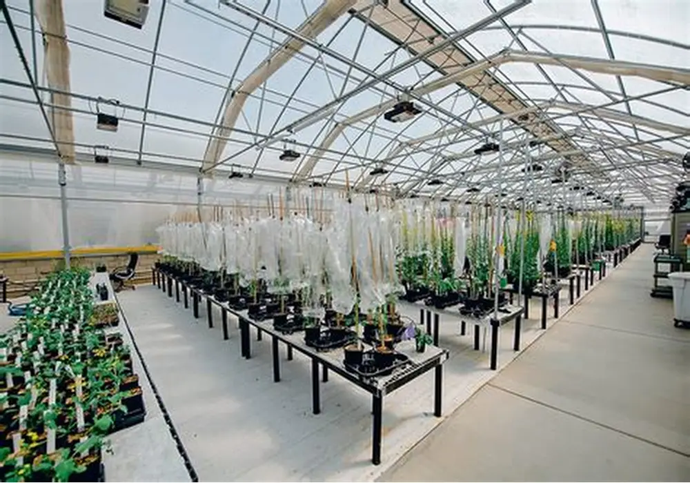 Happy farmer with eucalyptus plantation