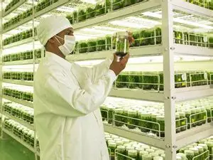 Sustainable eucalyptus farming practices