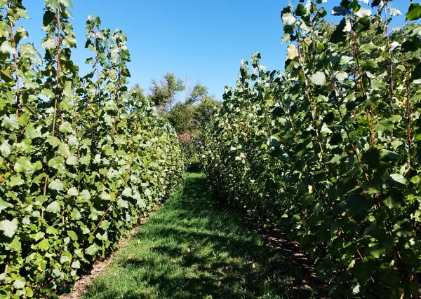 Intercropping Poplar with wheat fields